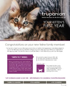 infographic on the first year of being a kitten