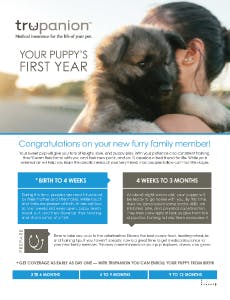 infographic on the first year of being a puppy