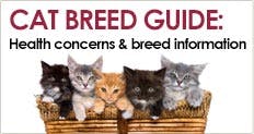 Trupanion Cat Breed Guide