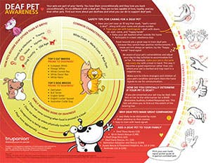 Deaf Pet Infographic