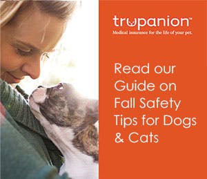 PDF of fall tips for your pet