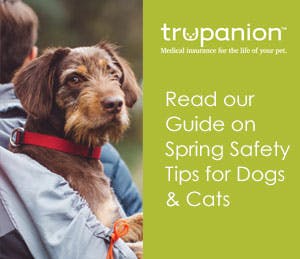 PDF of spring tips for your pet