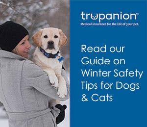 PDF of winter tips for your pet