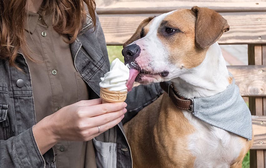 A woman holds a cone of vanilla soft serve for her dog to lick.