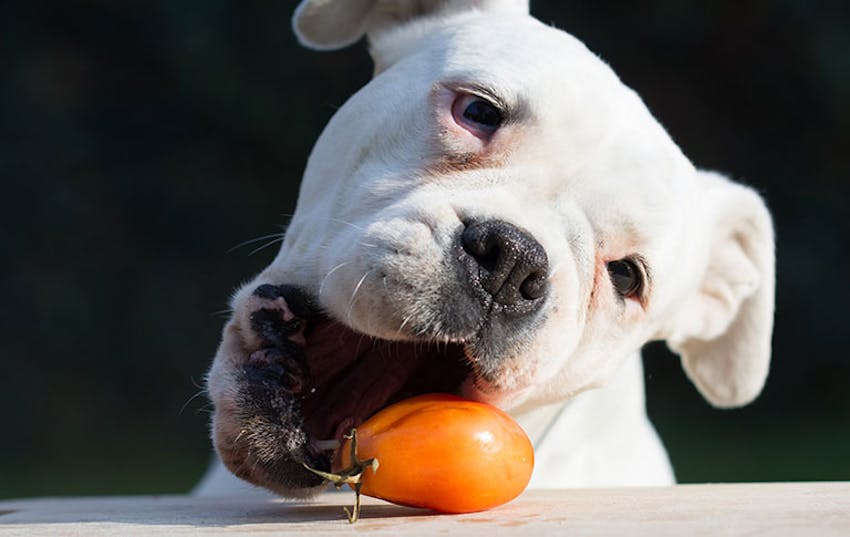 A white pit bull eats a whole tomato.